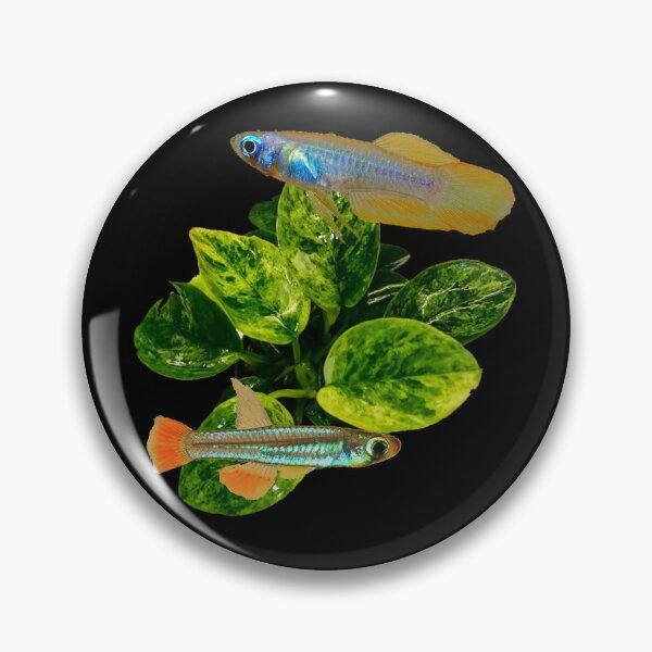 Item preview, Lampeyes and Gold Anubias Plant designed and sold by killies.