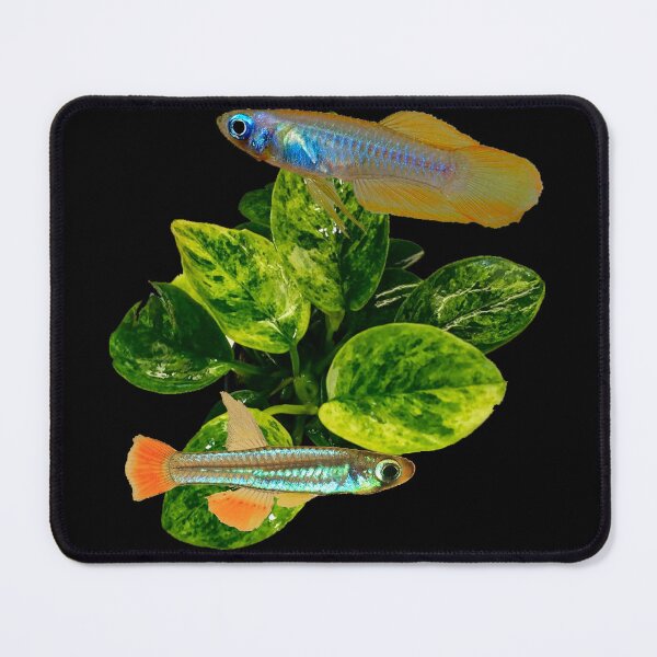 Item preview, Lampeyes and Gold Anubias Plant designed and sold by killies.