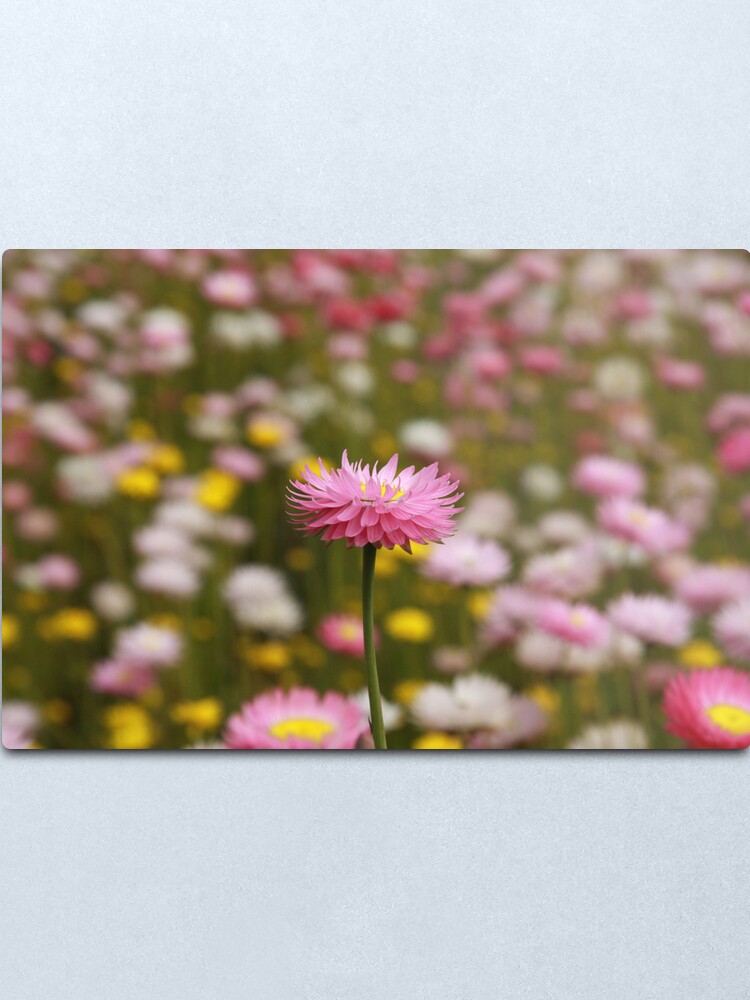 Alternate view of Standing out from the crowd Metal Print