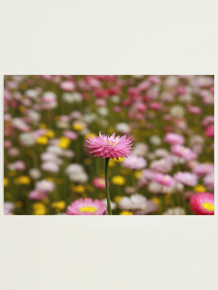 Alternate view of Standing out from the crowd Photographic Print