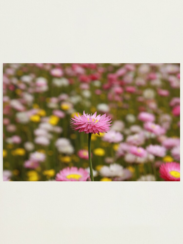 Alternate view of Standing out from the crowd Photographic Print