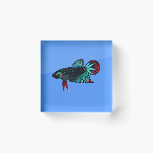 Item preview, Wild Type Fighting Siamese Betta Fish Art designed and sold by killies.