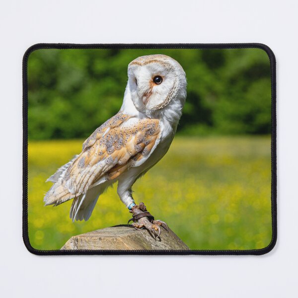 Item preview, Barn Owl on gate post designed and sold by Dalyndigital Photography.