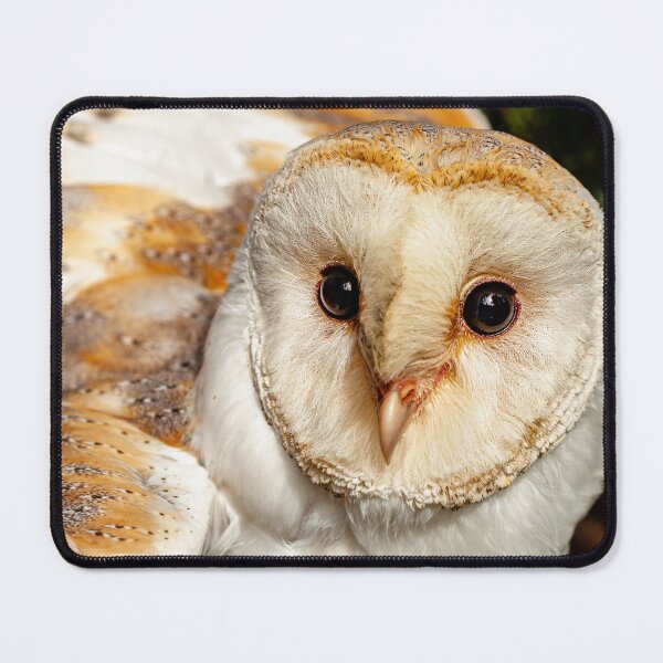 Item preview, Barn owl face designed and sold by Dalyndigital Photography.