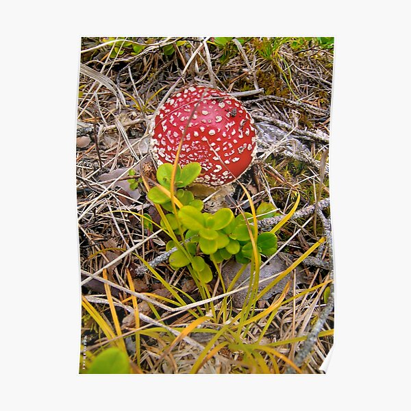 Fly Agaric Poster