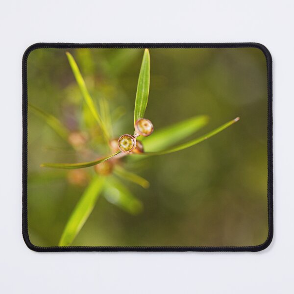 Item preview, Coastal Tea Tree Buds Small designed and sold by Joy Watson - Natural Light Photography .