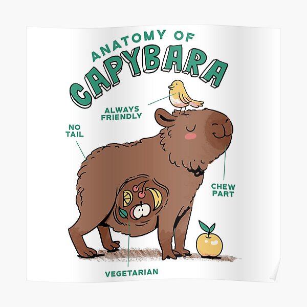 Anatomy Of Capybara Poster For Sale By Ibruster Redbubble 7208