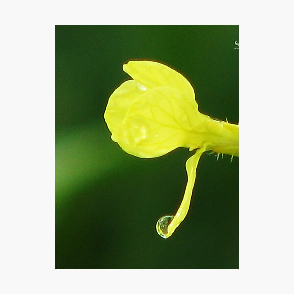 Untitled Photographic Print