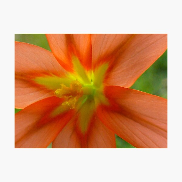 Untitled Photographic Print