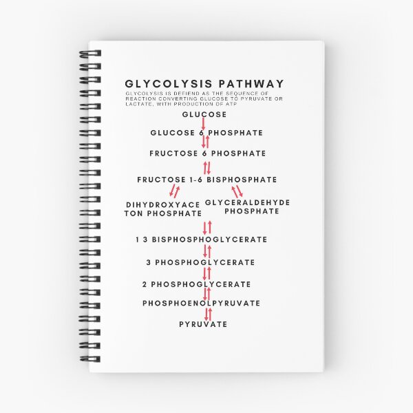 Item preview, Glycolysis educational flowchart  designed and sold by Pratyush1111.