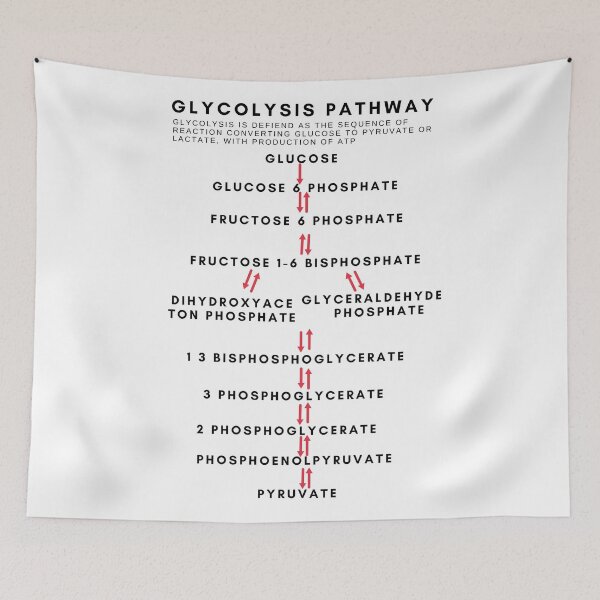 Item preview, Glycolysis educational flowchart  designed and sold by Pratyush1111.