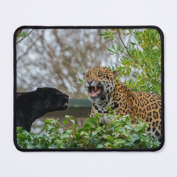 Item preview, Jaguar Pair designed and sold by rawshutterbug.