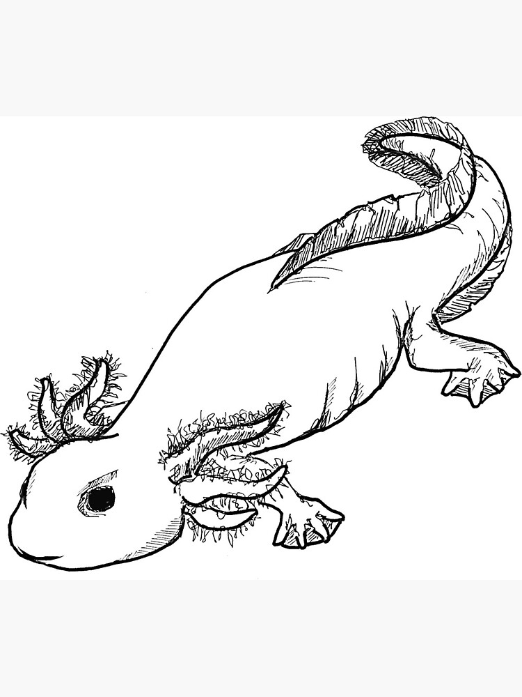 Axolotl Line Drawing Greeting Card By Saitken Redbubble