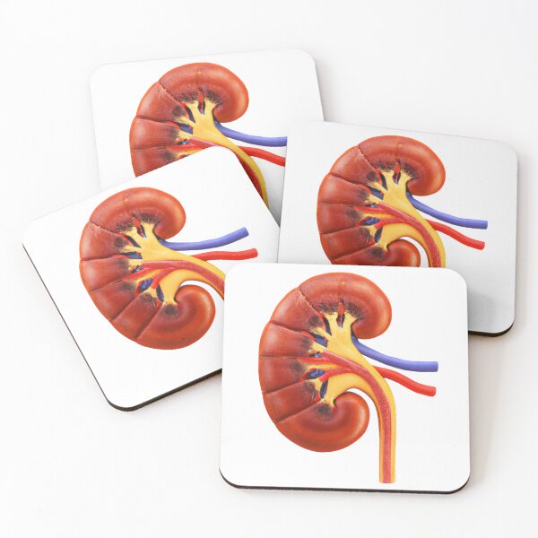 Item preview, human kidney anatomy  designed and sold by winterswinner.