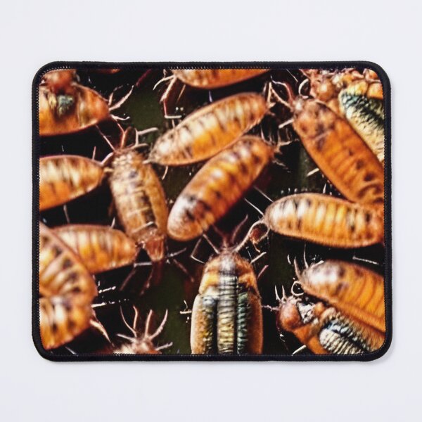 Item preview, Roaches designed and sold by Gaspar Avila.