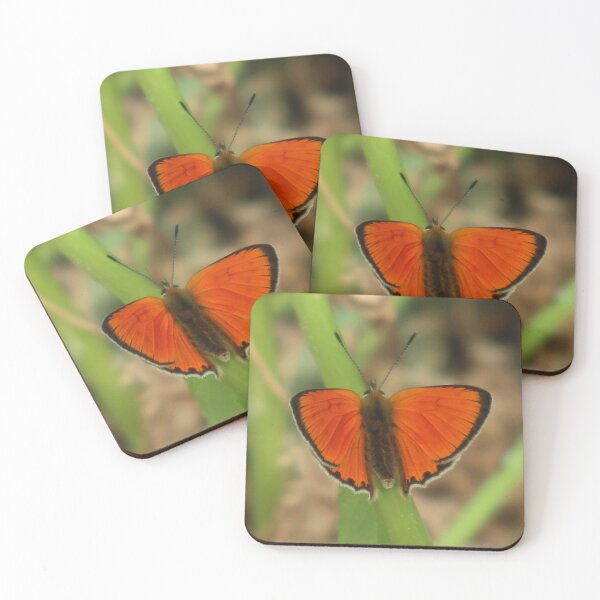 Item preview, Scarce Copper Butterfly Lycaena virgaureae designed and sold by beavo.