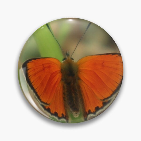 Item preview, Scarce Copper Butterfly Lycaena virgaureae designed and sold by beavo.