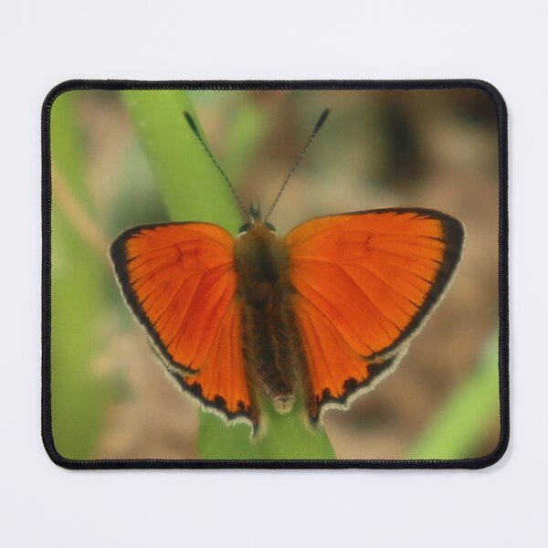Item preview, Scarce Copper Butterfly Lycaena virgaureae designed and sold by beavo.