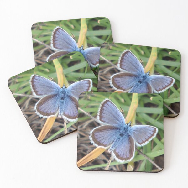 Item preview, Alpine Blue butterfly (Albulina orbitulus). designed and sold by beavo.