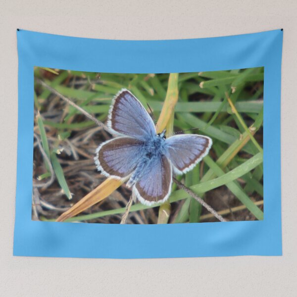 Item preview, Alpine Blue butterfly (Albulina orbitulus). designed and sold by beavo.