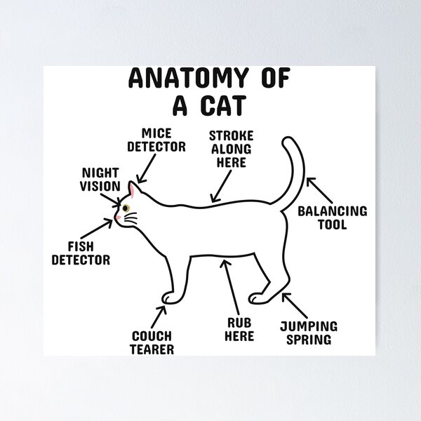 Petting chart for my cats : r/funny