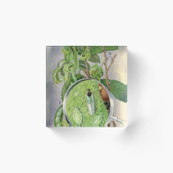 Green Peach Aphid Acrylic Block