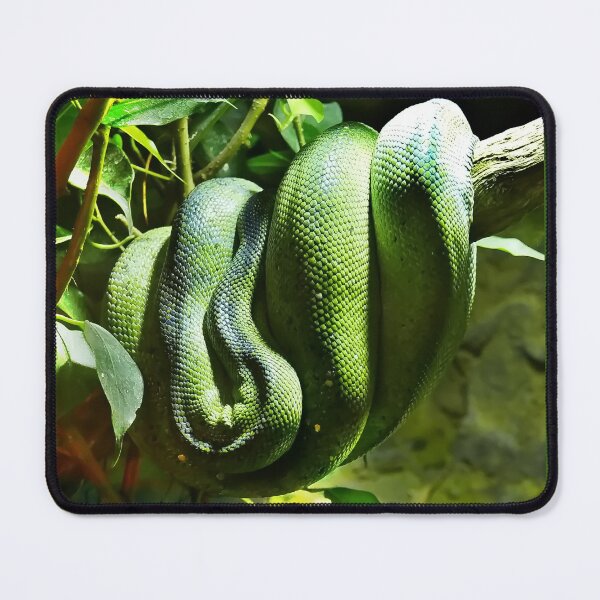 Item preview, Green Tree Python designed and sold by Bluesrose.