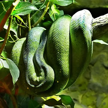 Artwork thumbnail, Green Tree Python by Bluesrose