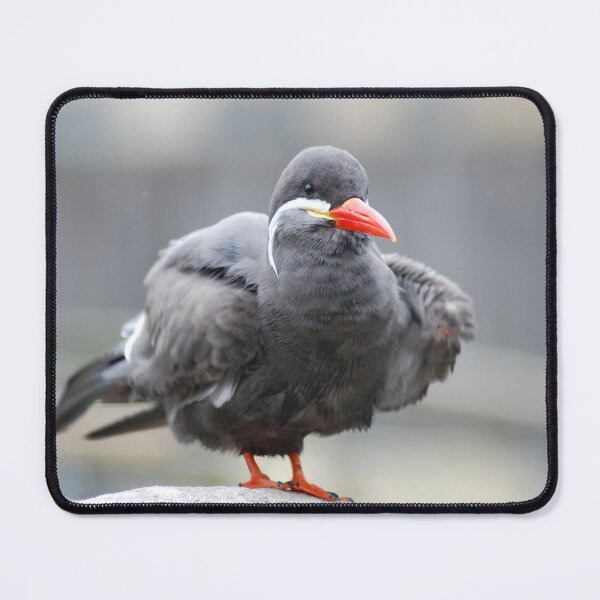 Item preview, All Fluffed Up! designed and sold by Lorna Mulligan.