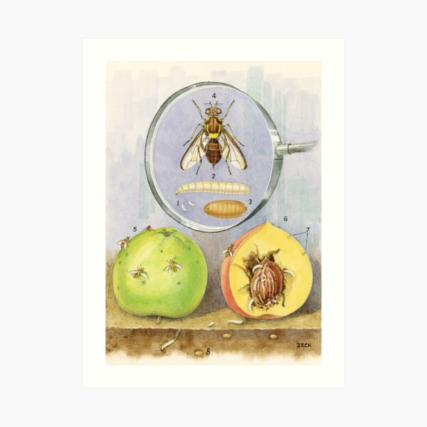 Queensland Fruit Fly Art Print