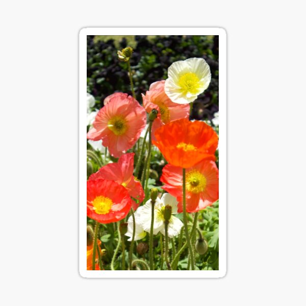 Carnival of Flowers poppies Sticker