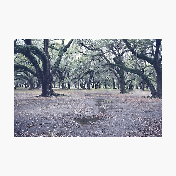 Trees in The Park Photographic Print