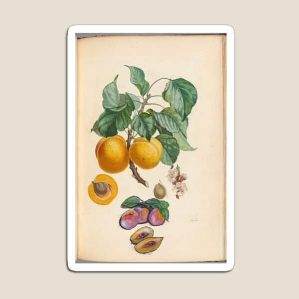 Sweet Fruit Magnet
