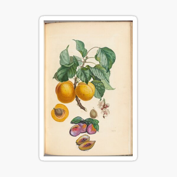 Sweet Fruit Sticker