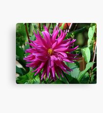 A Pink Dahlia Canvas Print