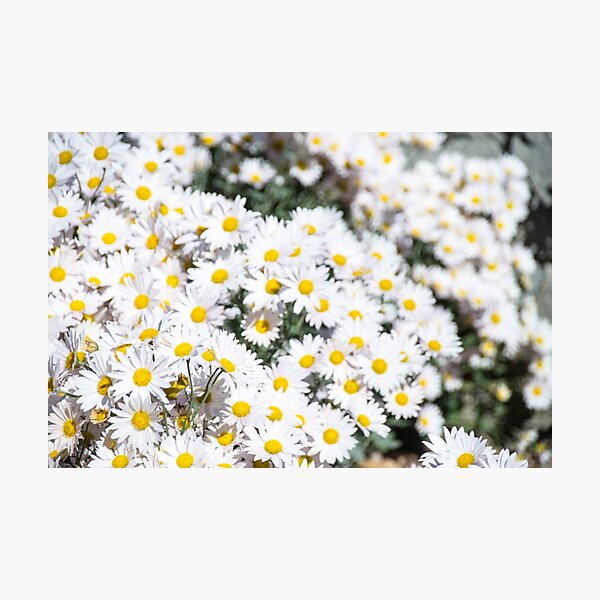 Daisies for days Photographic Print