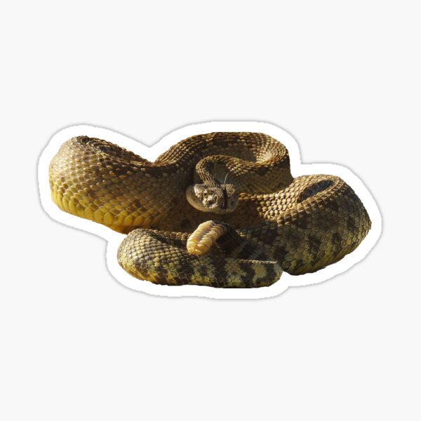 Rattlesnake, Reptiles, wildlife, gifts, Deadly Silence Sticker