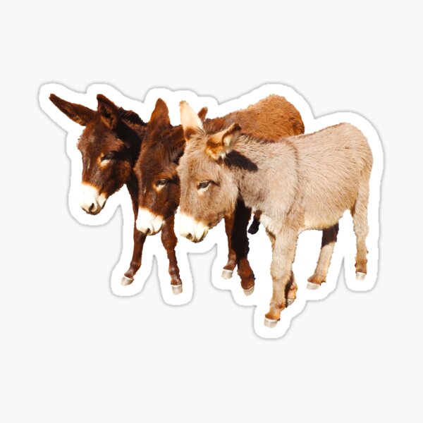 Wild burros, donkeys, wildlife, Wild Burro Buddies Sticker