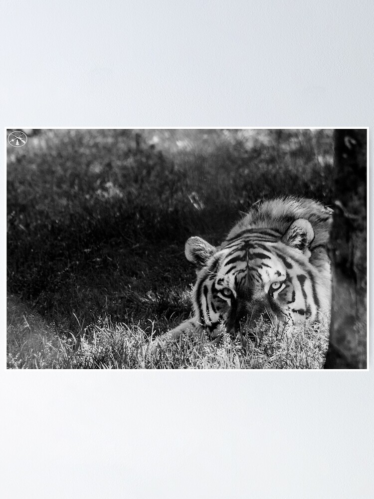 "Black and White Tiger" Poster for Sale by KaviJo Redbubble