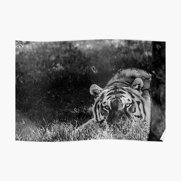 "Black and White Tiger" Poster for Sale by KaviJo Redbubble
