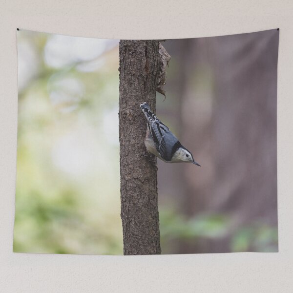 Item preview, White breasted nuthatch, hatching nuts designed and sold by jessicagoodsell.