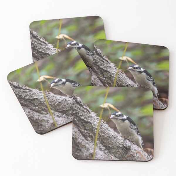 Item preview, Downy woodpecker, in front of a buffet of ants designed and sold by jessicagoodsell.