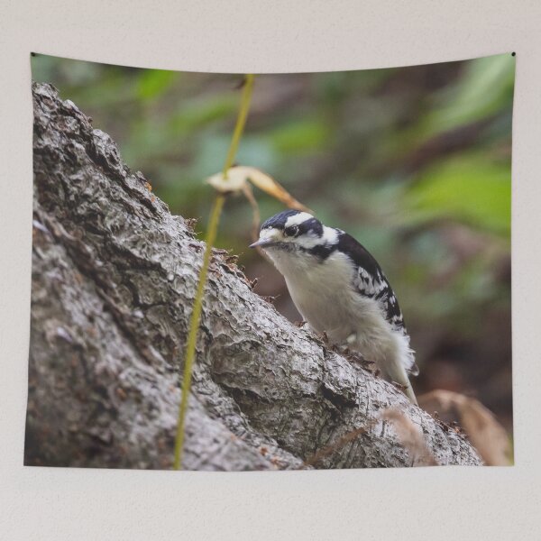 Item preview, Downy woodpecker, in front of a buffet of ants designed and sold by jessicagoodsell.