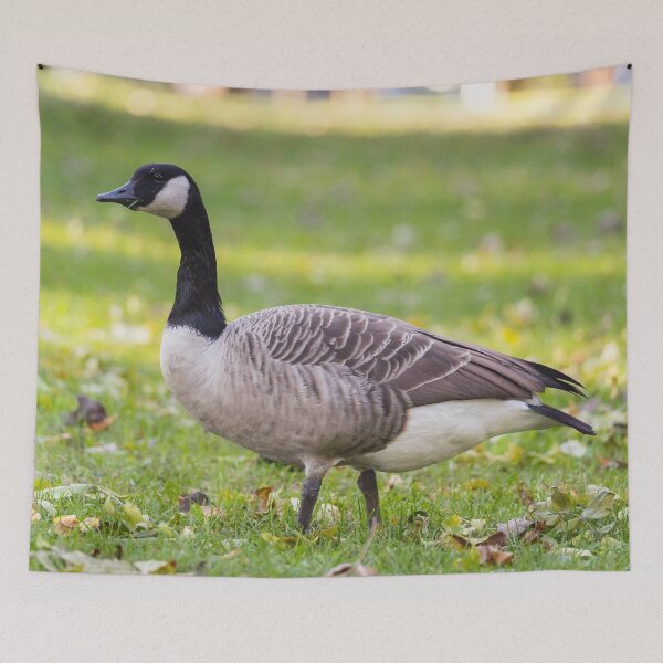 Item preview, Canada Goose, looking threatening, as usual designed and sold by jessicagoodsell.