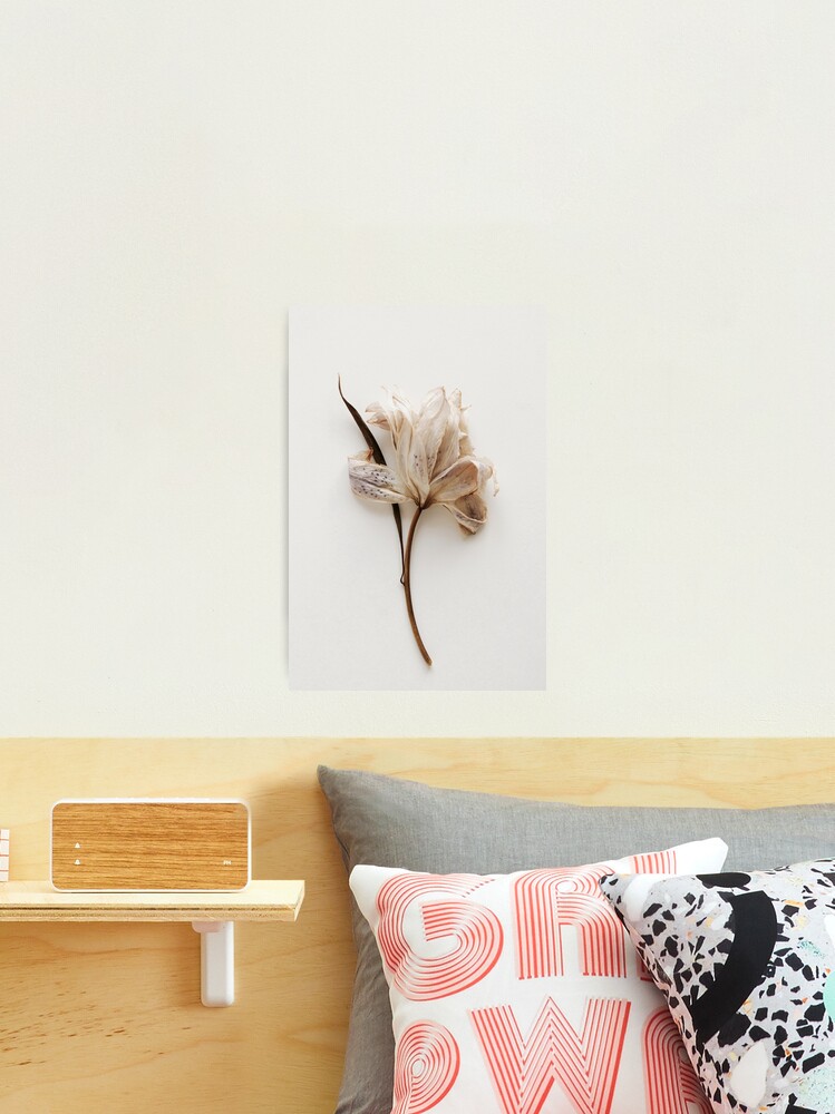 Dry Flower Lily beige color- Flowes Printable Wall Art Photographic Print  for Sale by FineFlowers