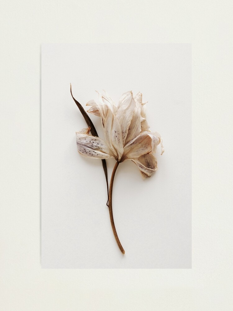 Dry Flower Lily beige color- Flowes Printable Wall Art Photographic Print  for Sale by FineFlowers