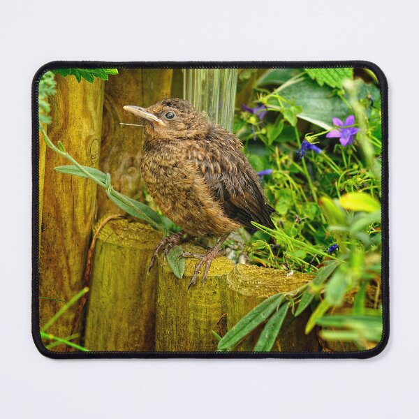 Aperçu de l'œuvre Jeune Blackbird créée et vendue par Photography & Emotive Ai.