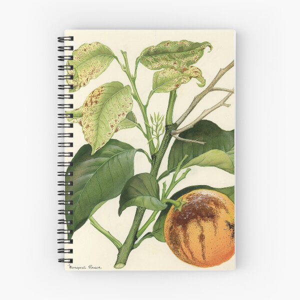 Item preview, Melanose of Citrus designed and sold by BiosecurityColl.