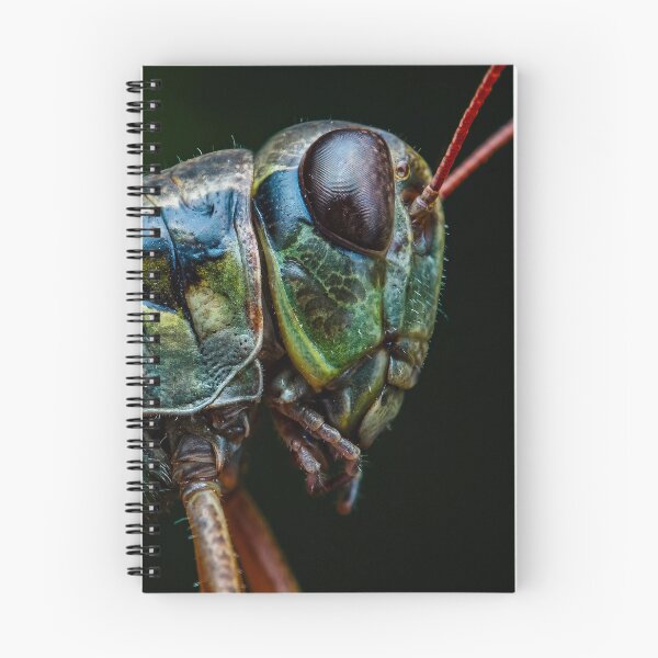 Item preview, Red-legged Grasshopper - Melanoplus femurrubrum designed and sold by AronsTinySafari.