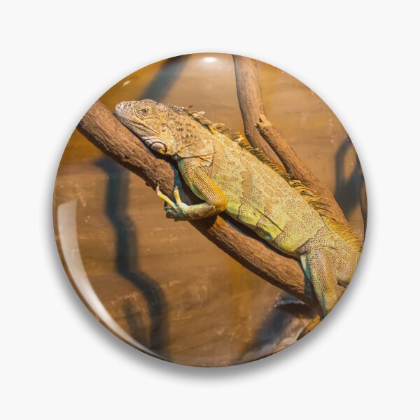 Item preview, Green iguana lying on the branch designed and sold by lena-maximova.